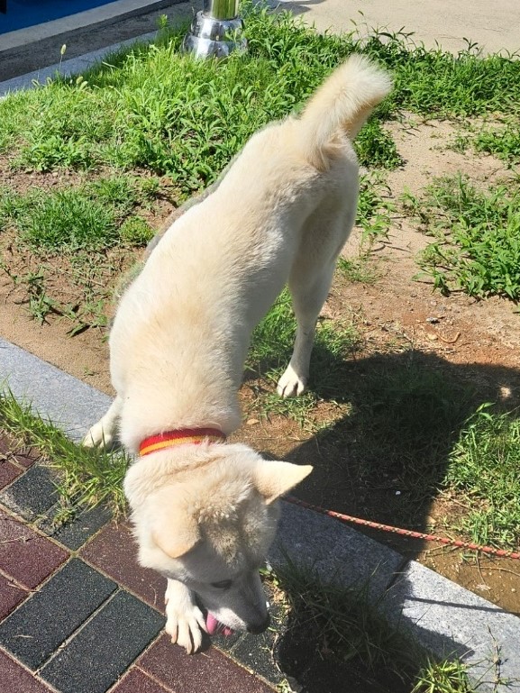 공주시 동물보호소_444450202400375