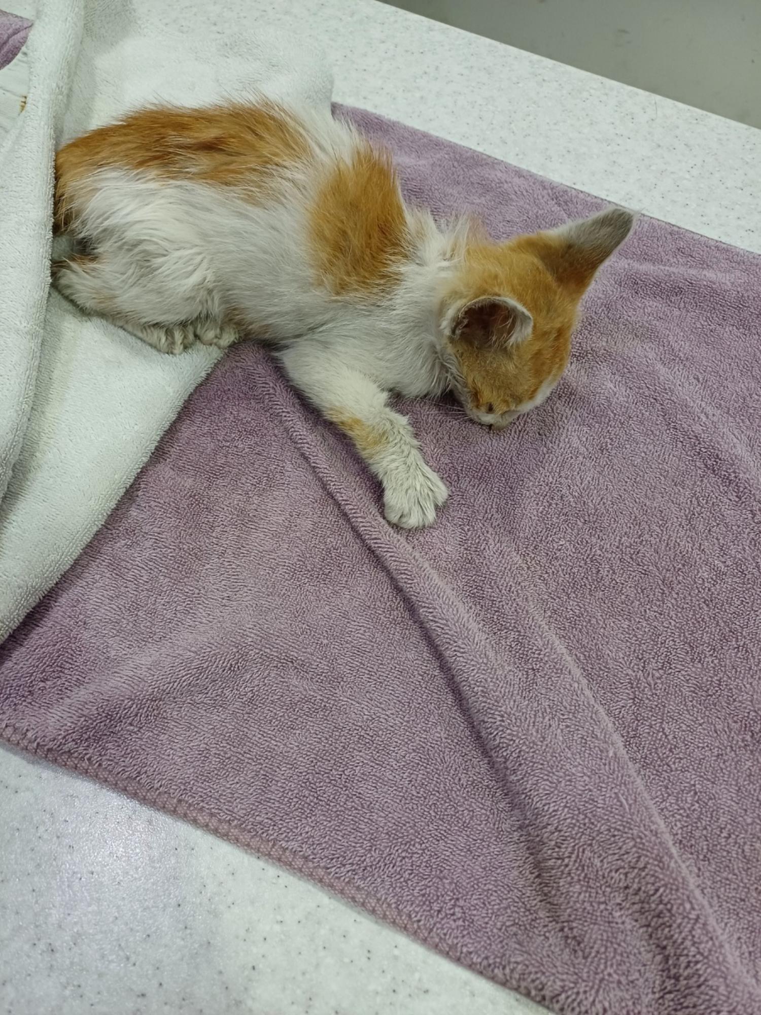 종료(자연사) 한국…