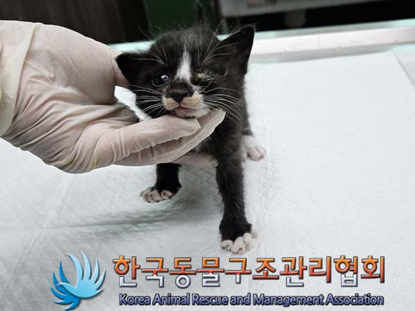 한국동물구조관리협회_411312202400601