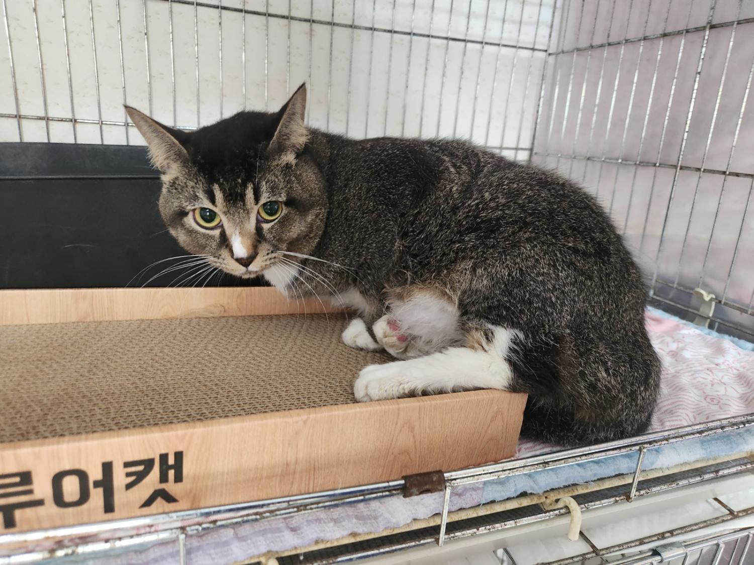광주 동물보호소_429360202400619