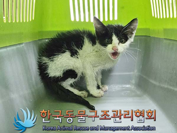 한국동물구조관리협회_441409202401071