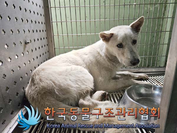 한국동물구조관리협회_441406202401244