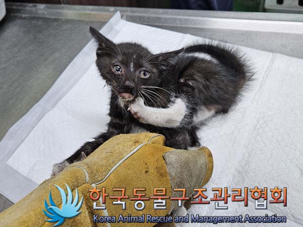 한국동물구조관리협회_411322202400380