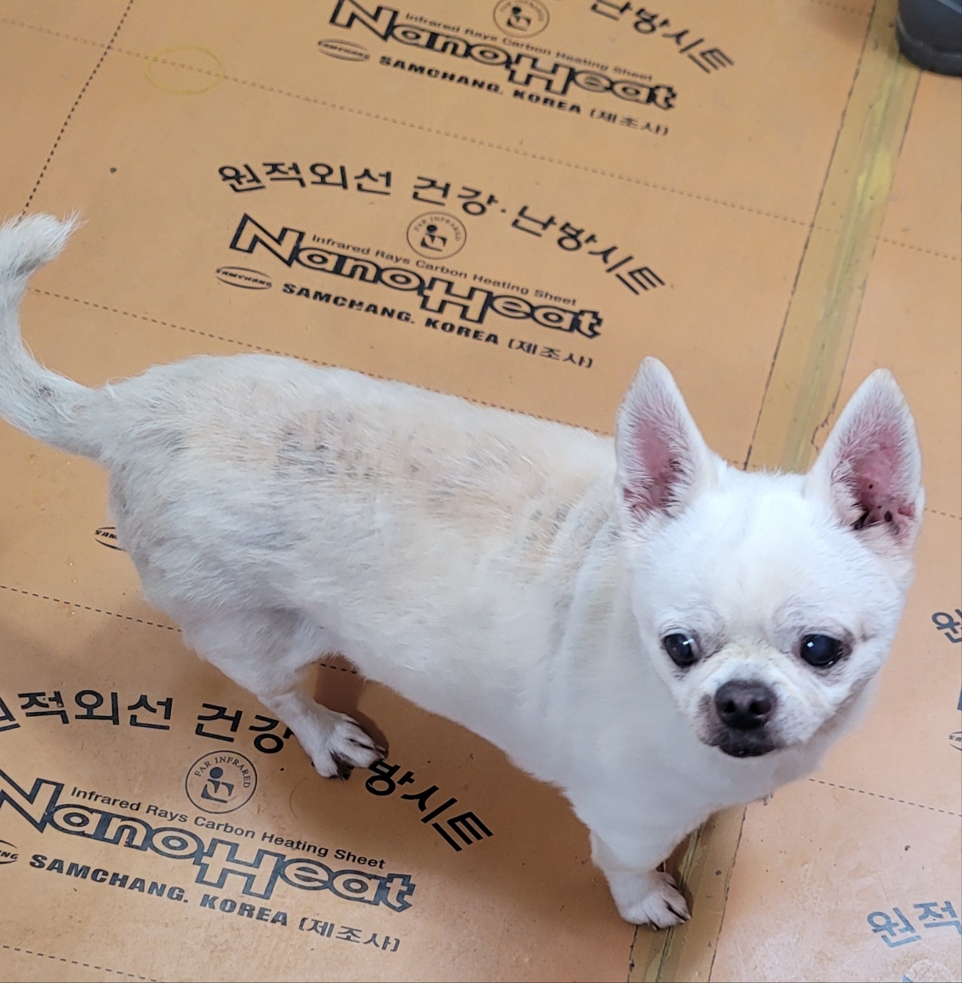 보호중 믹스견의 가…