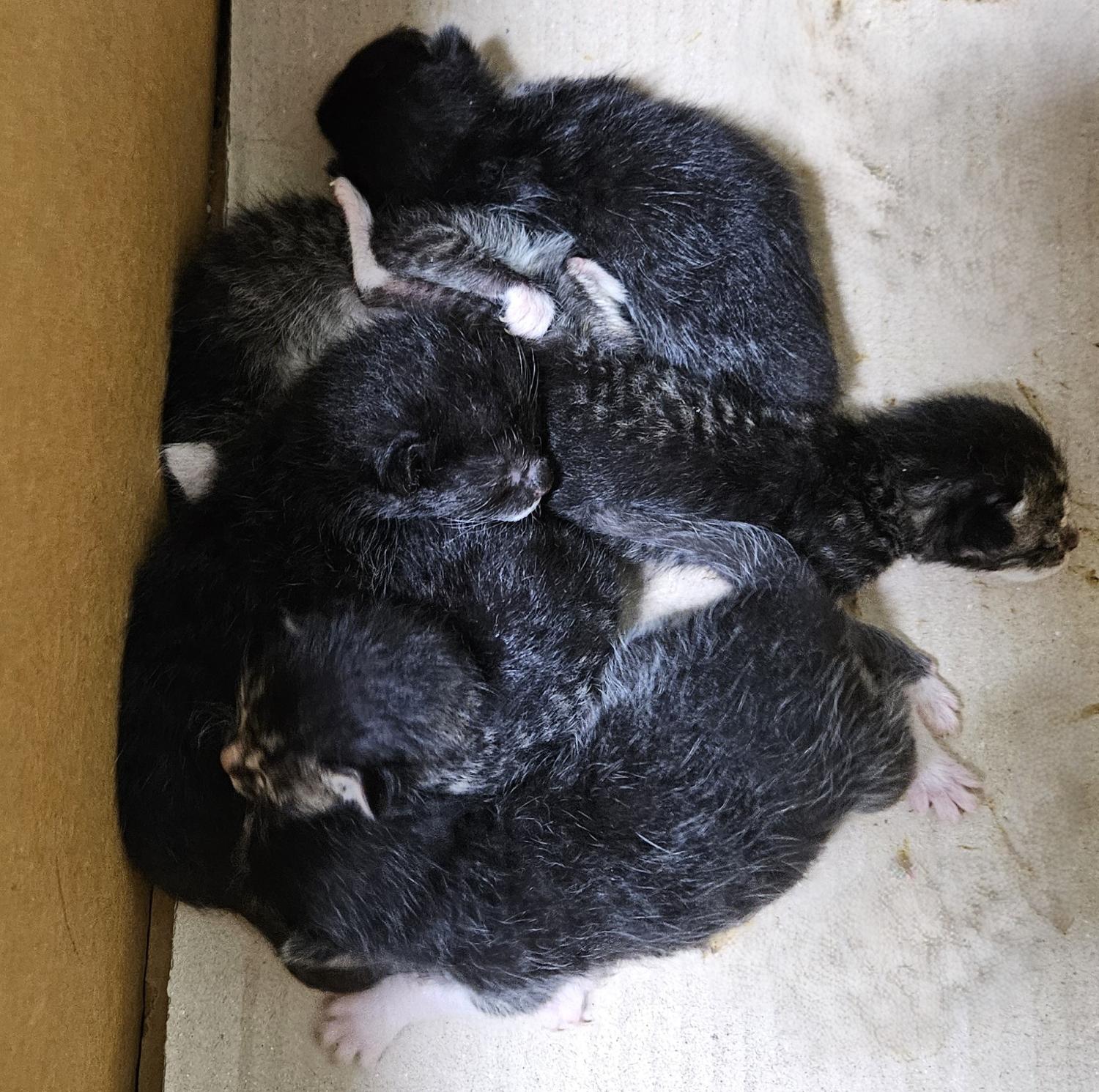 대구유기동물보호협회_427347202400600