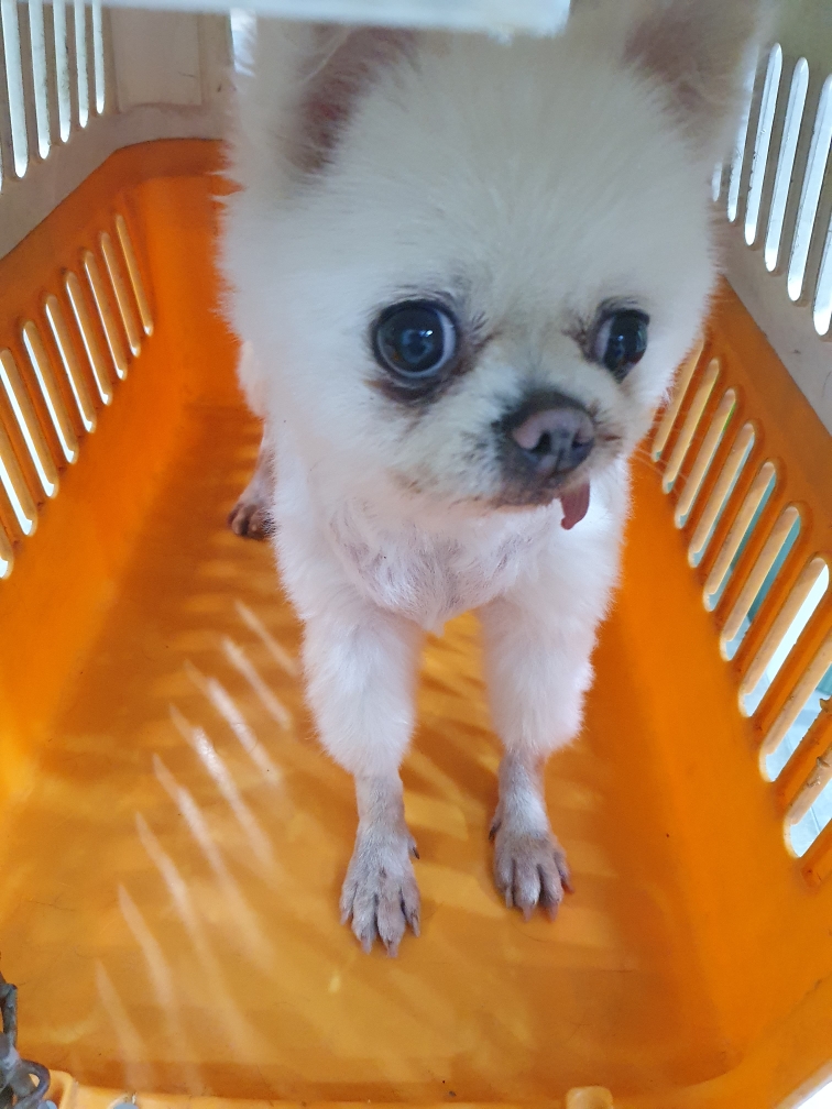 종료(반환) 포메라…