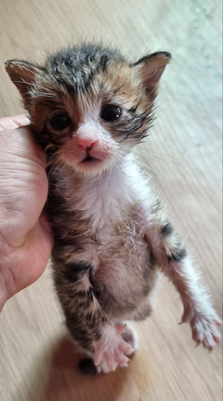 울산유기동물보호센터_431371202400275