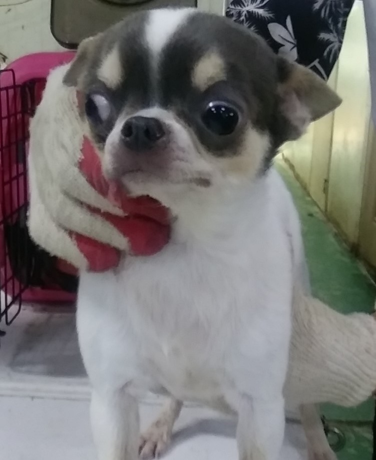 인천광역시수의사회_428351202400514