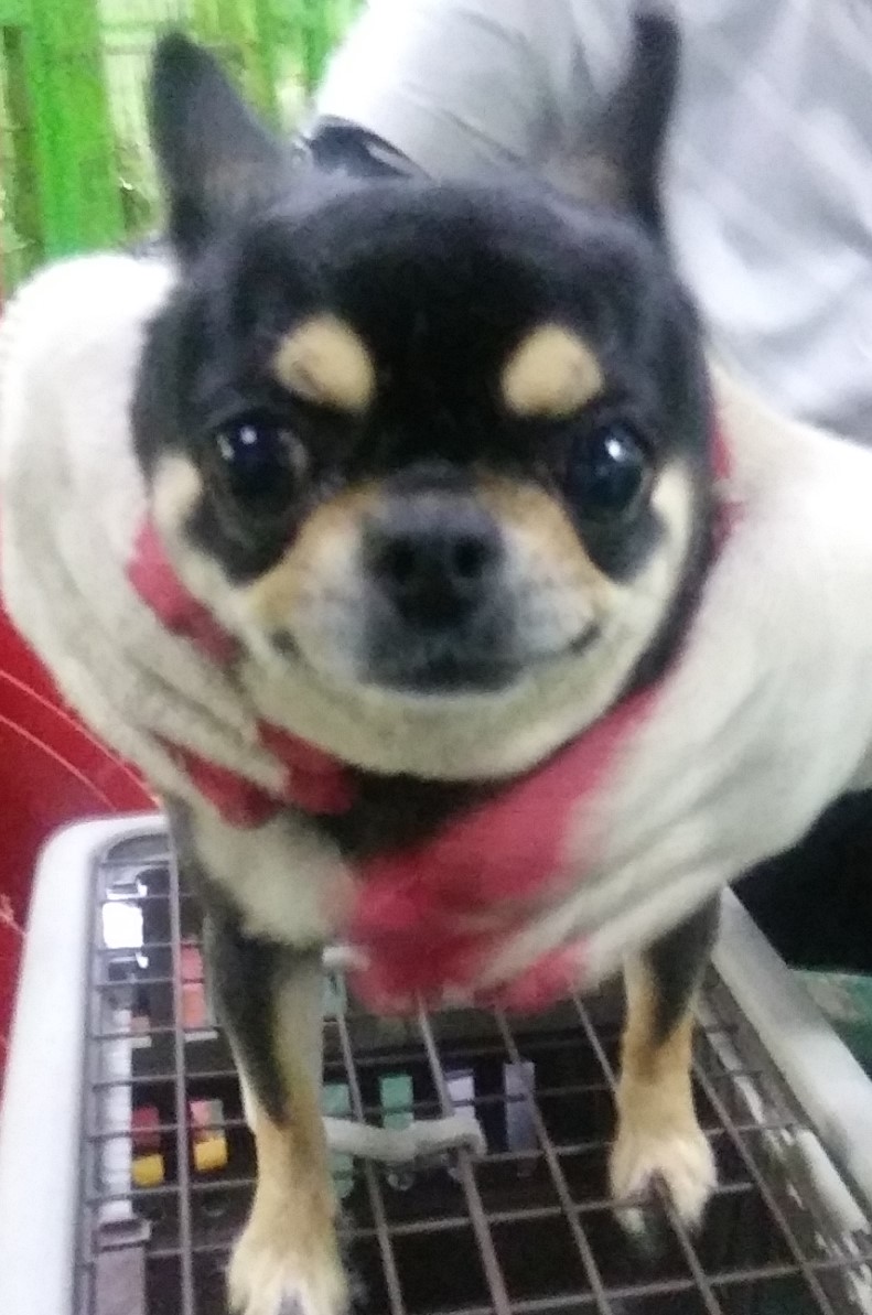 인천광역시수의사회_428351202400516