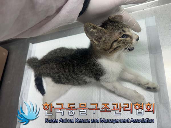 한국동물구조관리협회_411323202400783