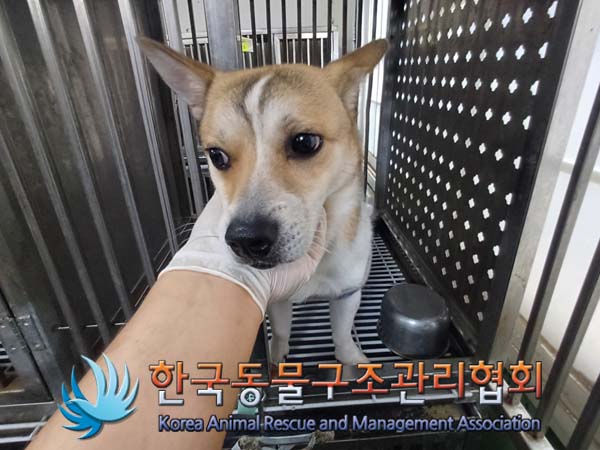 한국동물구조관리협회_411315202400371
