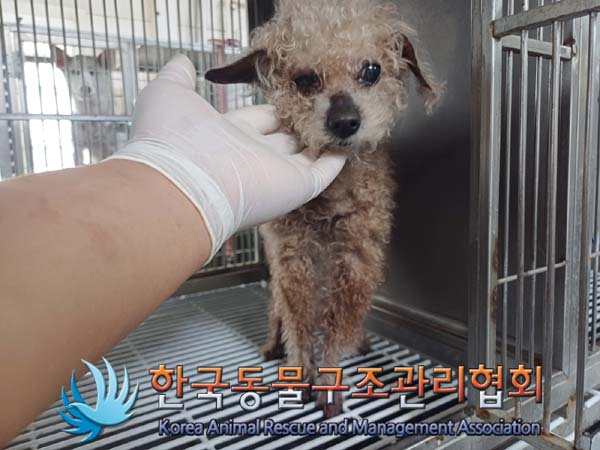한국동물구조관리협회_441560202400739