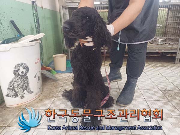 한국동물구조관리협회_441414202400542