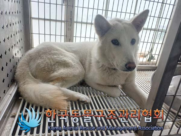 한국동물구조관리협회_441398202400269