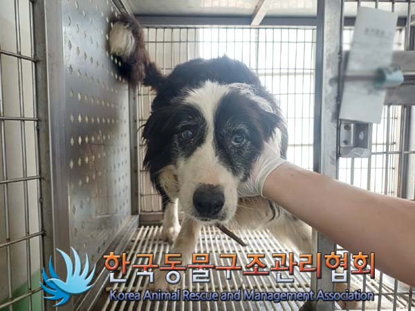 종료(안락사) 보더…