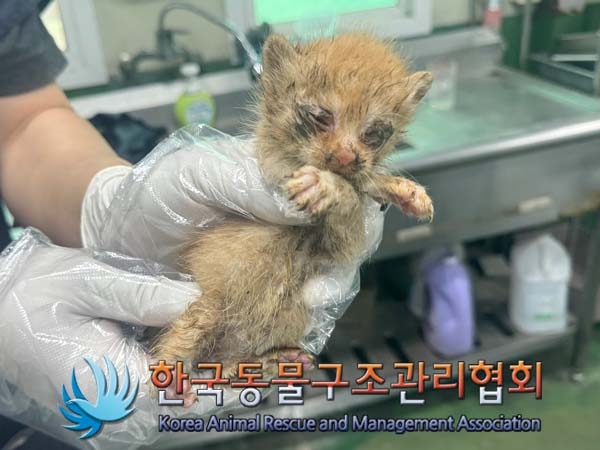 종료(자연사) 한국…