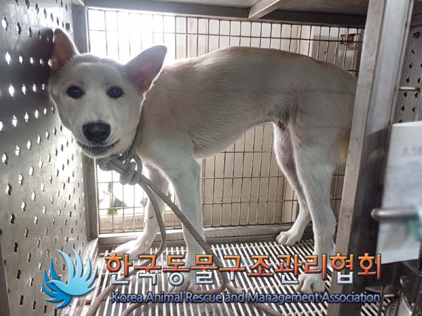종료(반환) 믹스견…