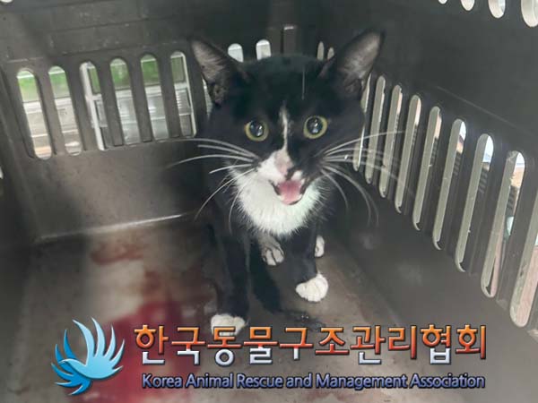보호중 한국 고양이…