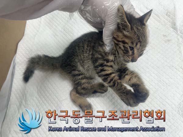 한국동물구조관리협회_441398202400272