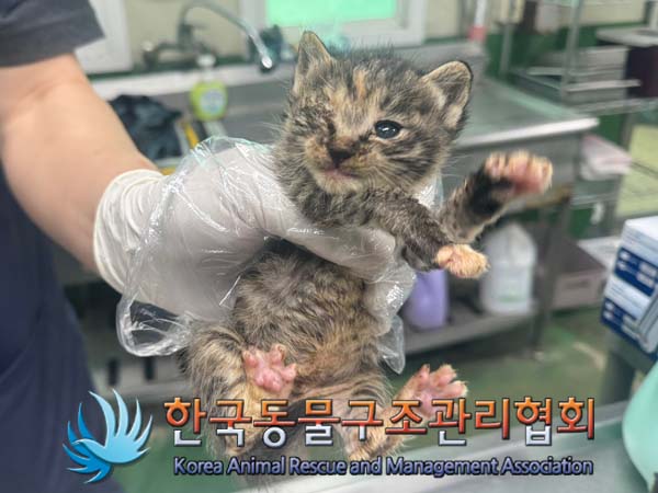 한국동물구조관리협회_411315202400372