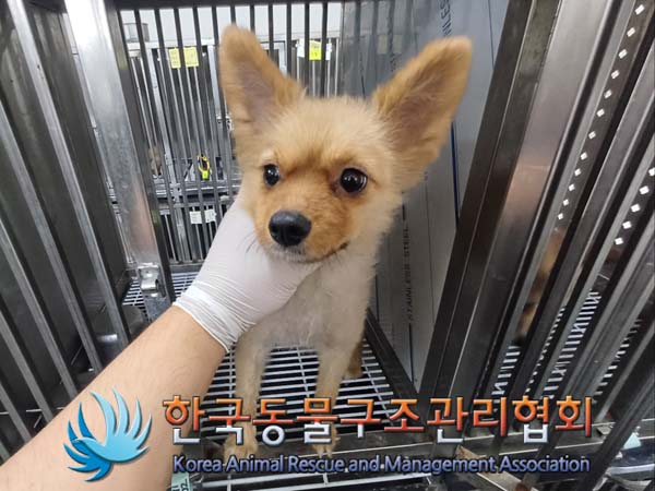 한국동물구조관리협회_411309202400235