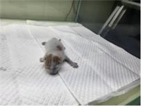 (사)하얀비둘기_426339202400236