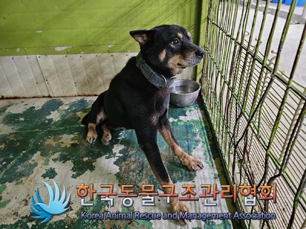 한국동물구조관리협회_411306202400585