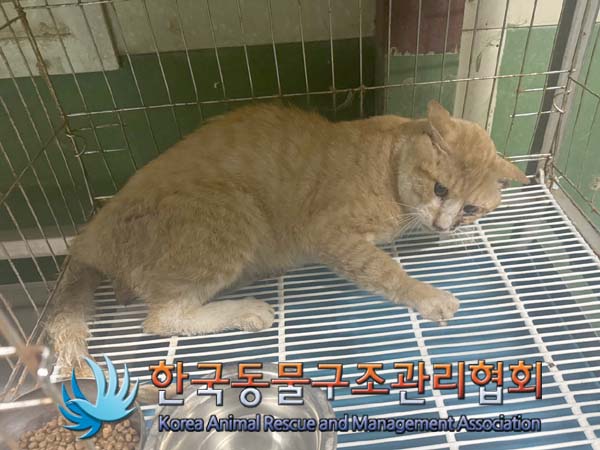 보호중 한국 고양이…