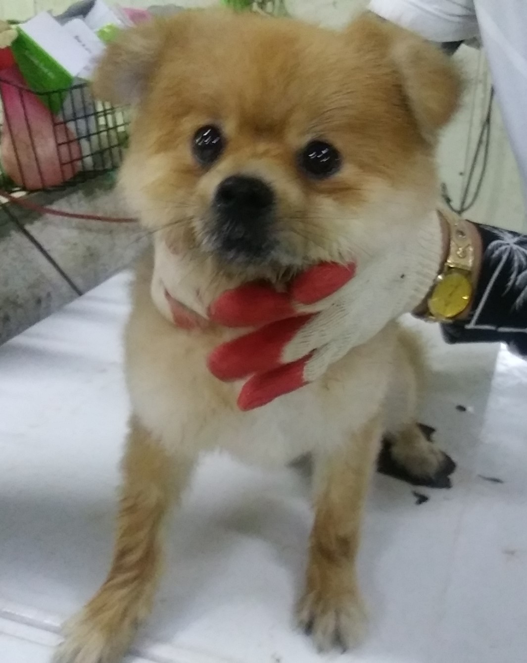 인천광역시수의사회_428351202400521