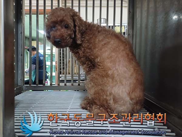종료(기증) 푸들의…