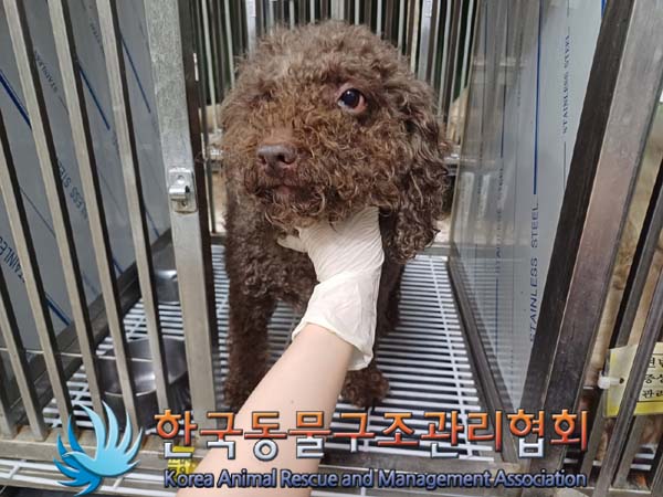 종료(반환) 푸들의…