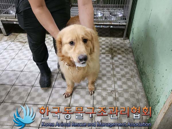 종료(반환) 골든 …