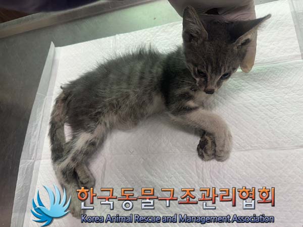 한국동물구조관리협회_411303202400302