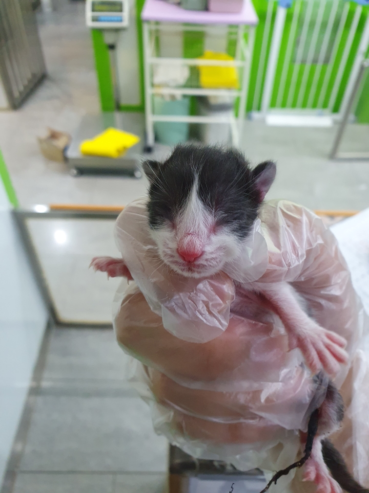 펫앤쉘터동물병원_441378202400880
