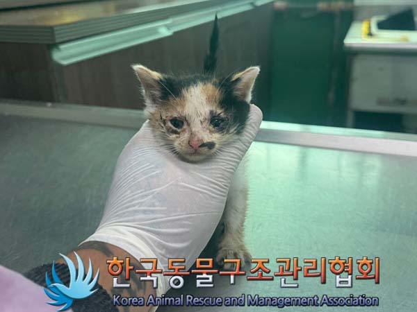 종료(자연사) 한국…