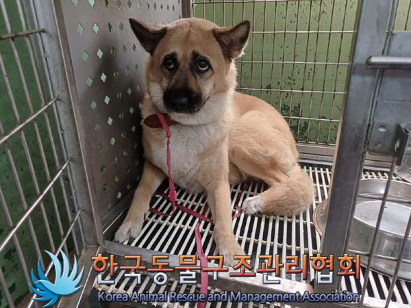 한국동물구조관리협회_411323202400787