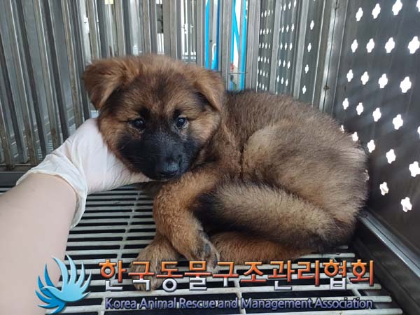 한국동물구조관리협회_441409202401073