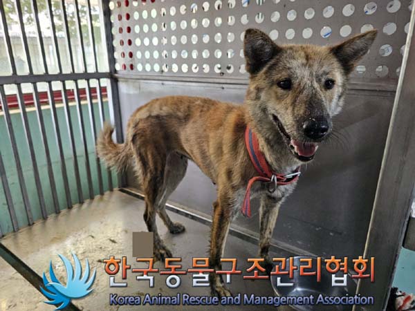 종료(안락사) 믹스…