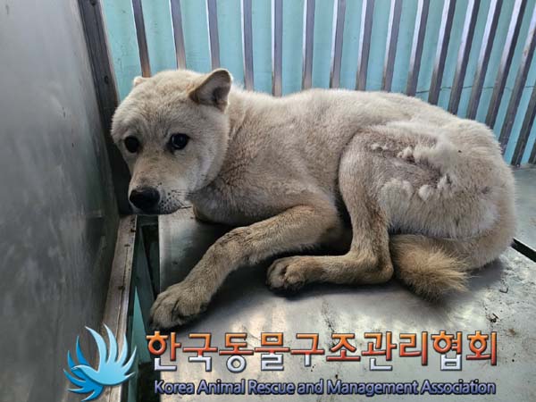 종료(자연사) 믹스…