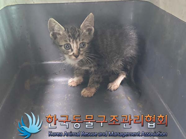 한국동물구조관리협회_411305202400441
