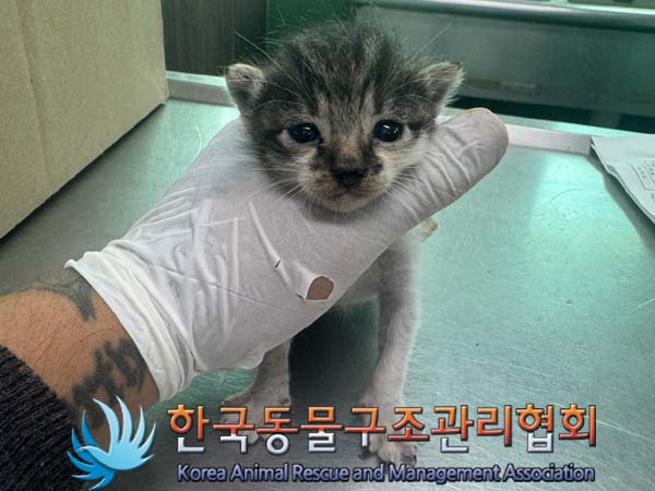 한국동물구조관리협회_441560202400746