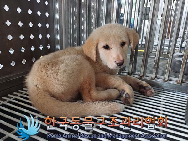 한국동물구조관리협회_441406202401247