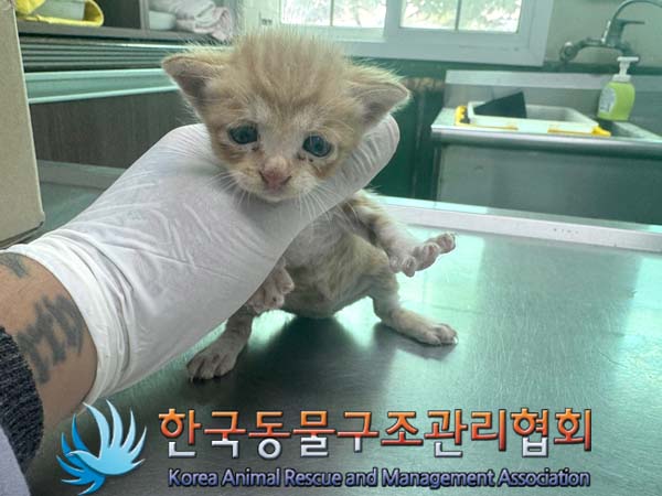 한국동물구조관리협회_441406202401248
