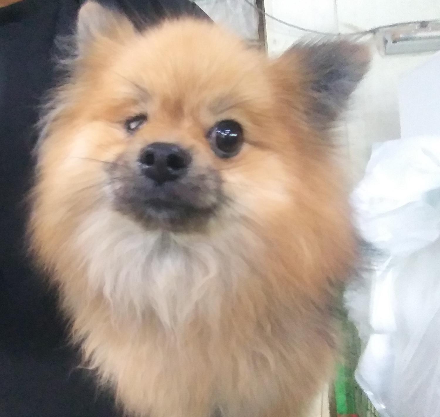 보호중 포메라니안의…