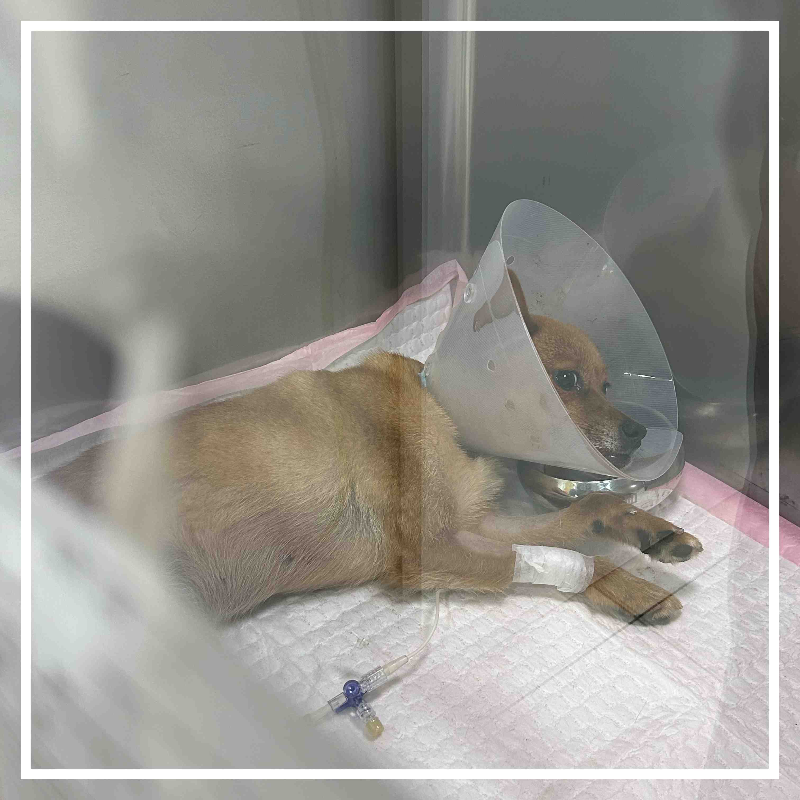 종료(자연사) 믹스…