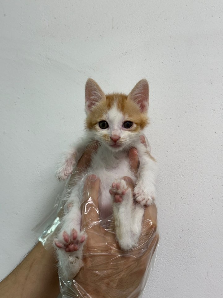 반려동물보호센터_443571202401828