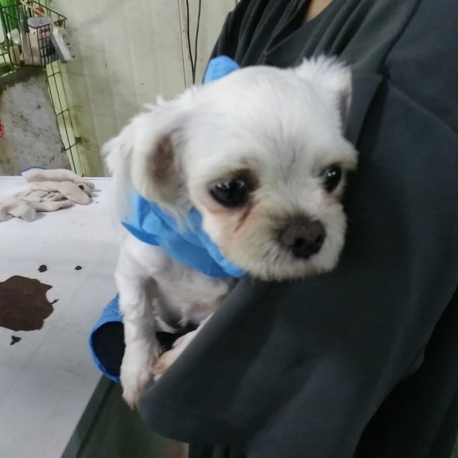 인천광역시수의사회_428351202400526