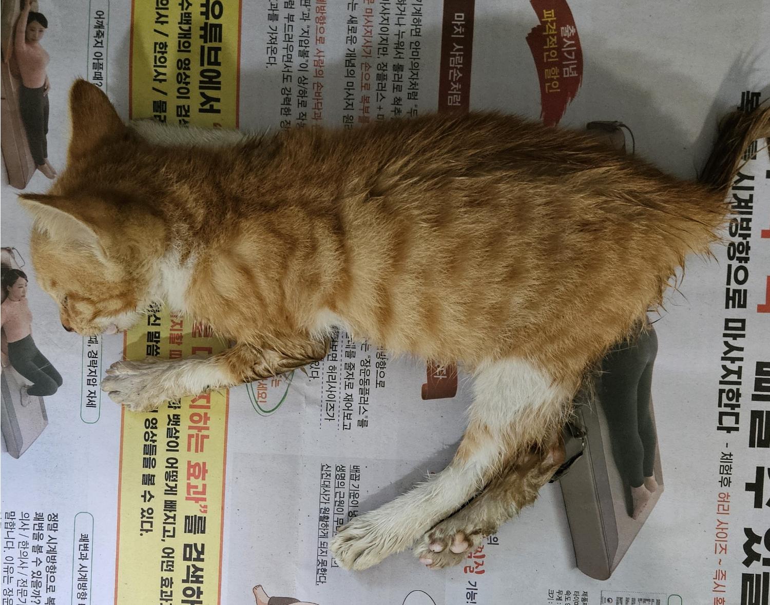 종료(자연사) 한국…