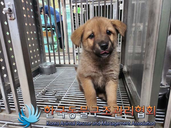 보호중 믹스견의 가…