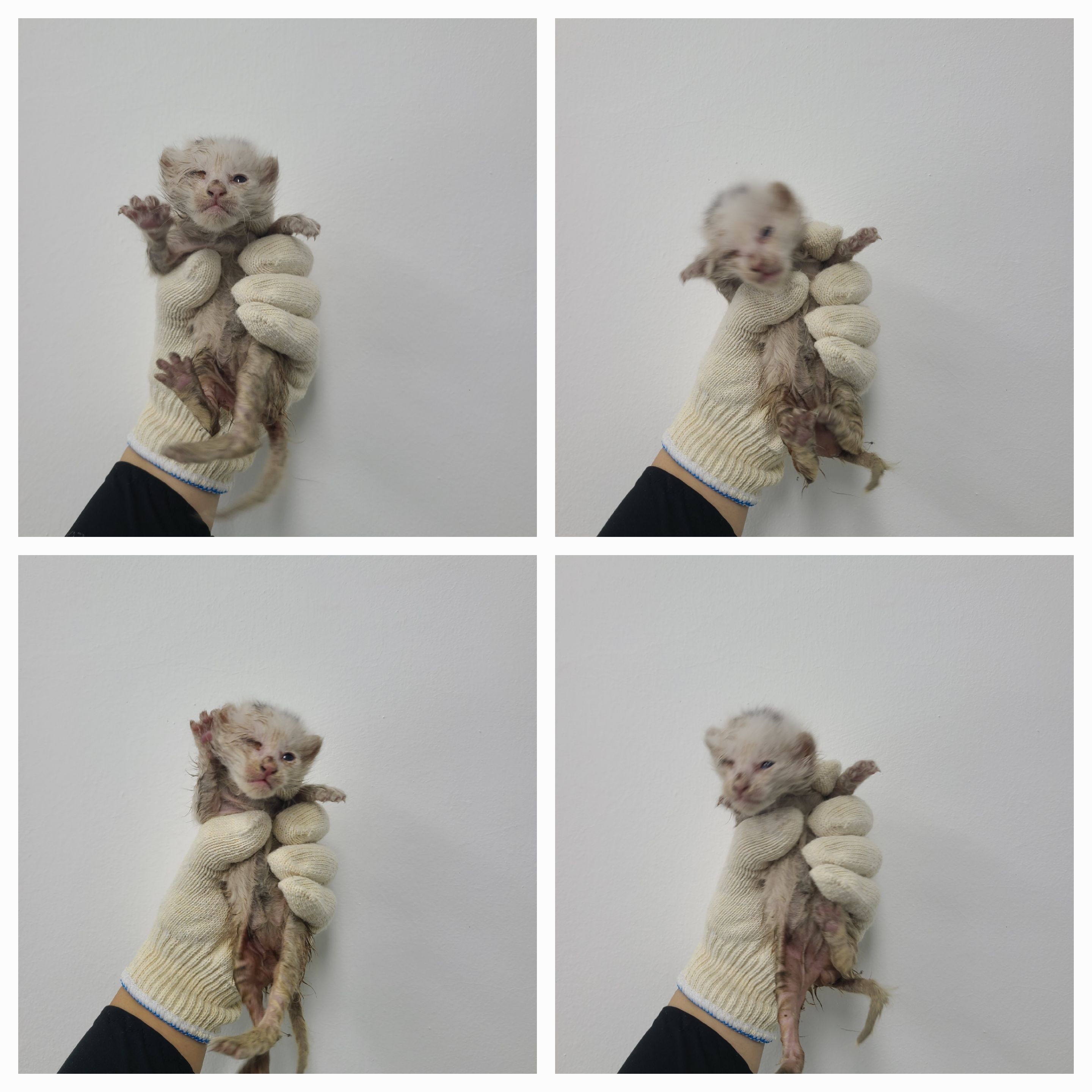 천안시 동물보호센터_444449202401462